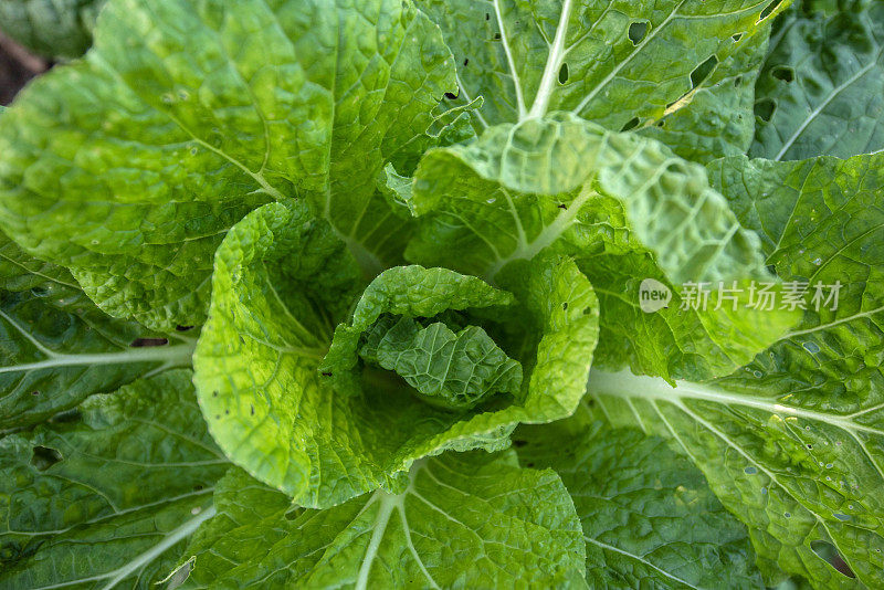 菜系植物(Brassica rapa subsp.)北京)，高视角